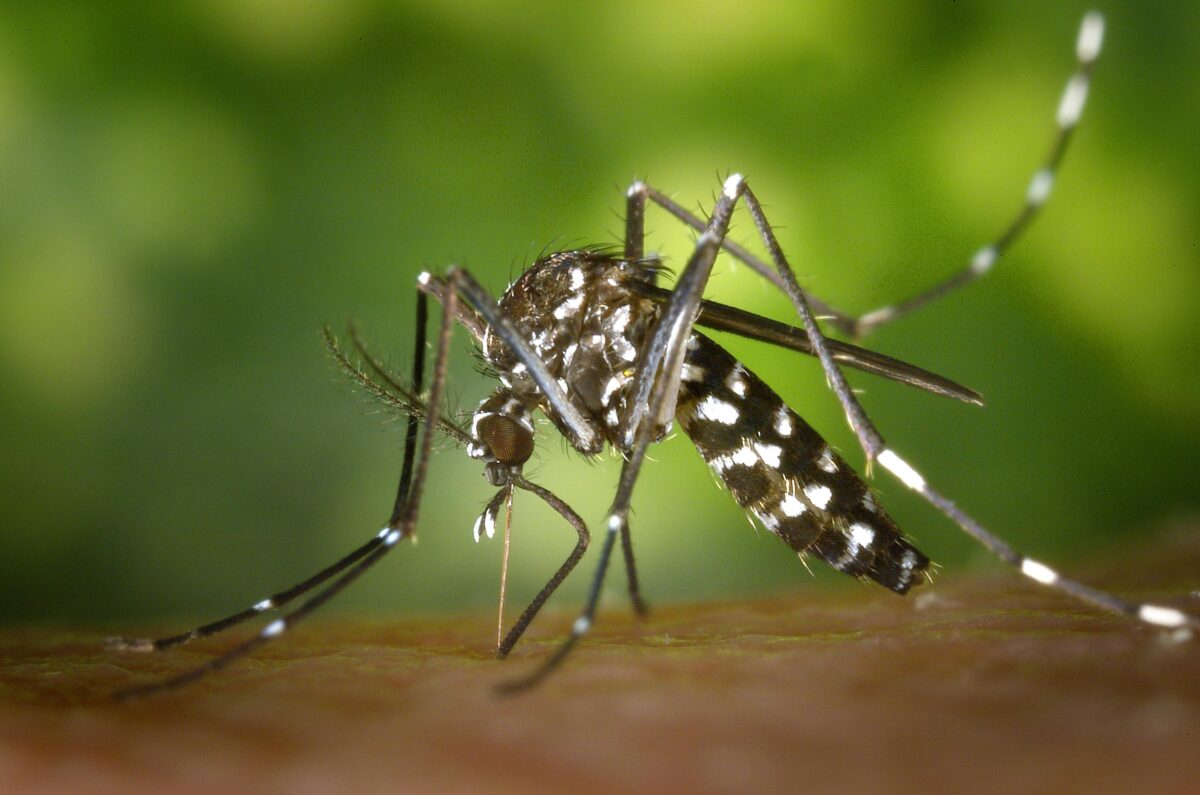 Dengue-1200x795.jpg
