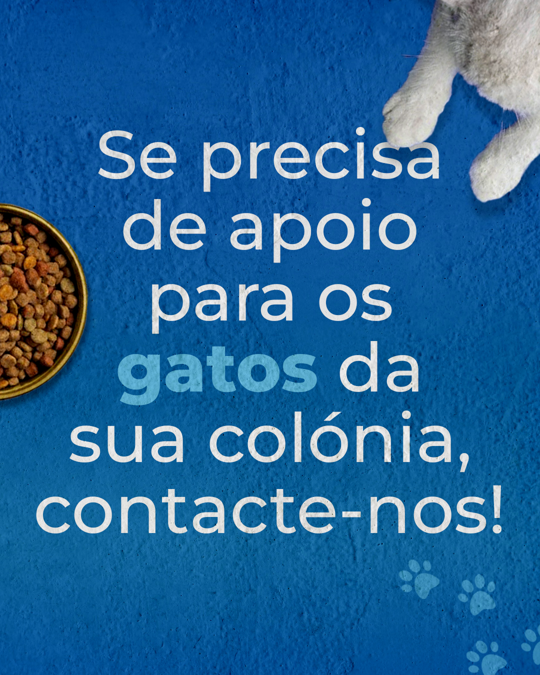 post_gatos.png